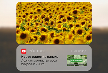 "Ложная мучнистая роса подсолнечника" - новый ролик в YouTube